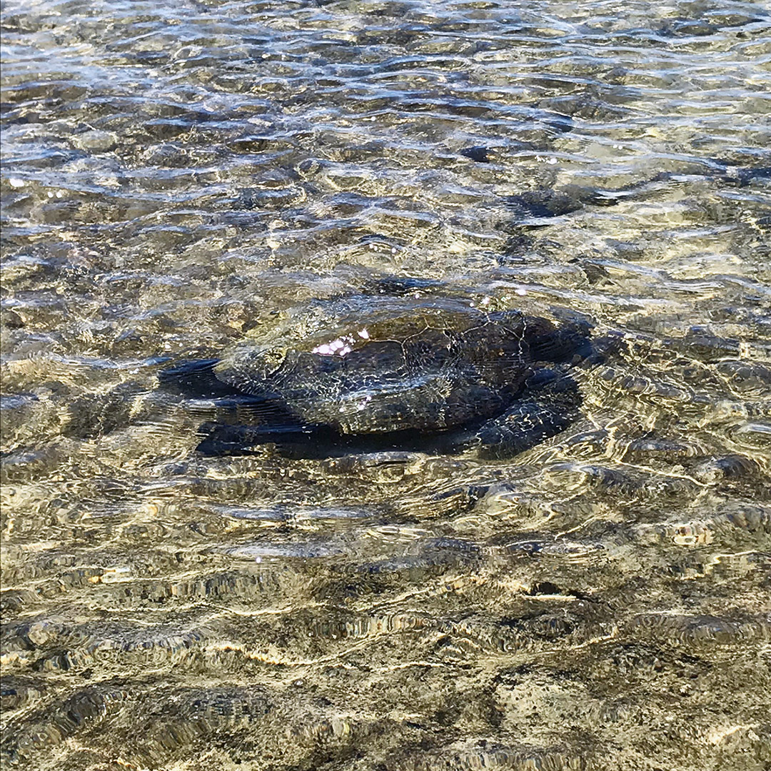 turtles beach hawaii