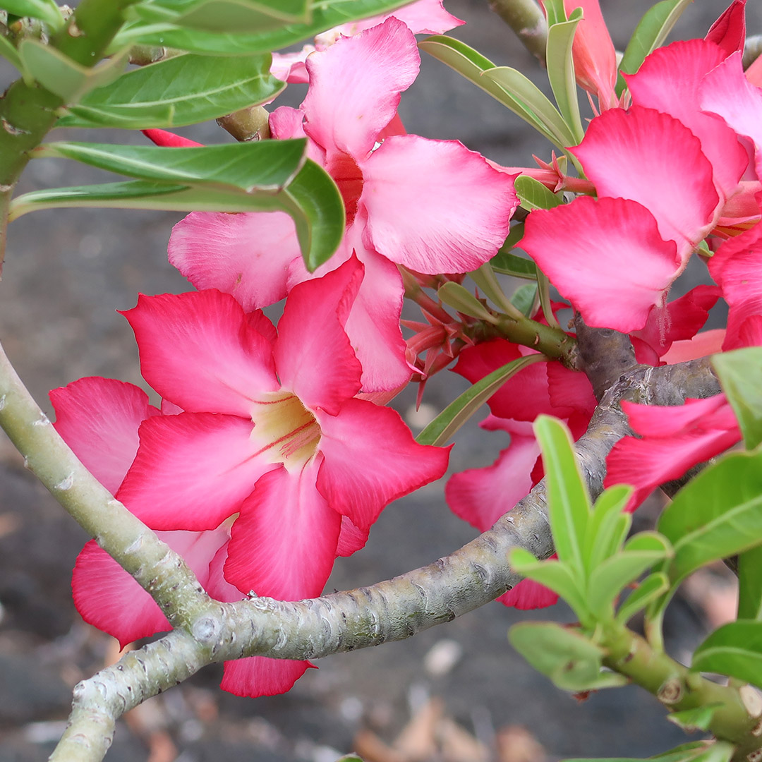 hawaiian flowers