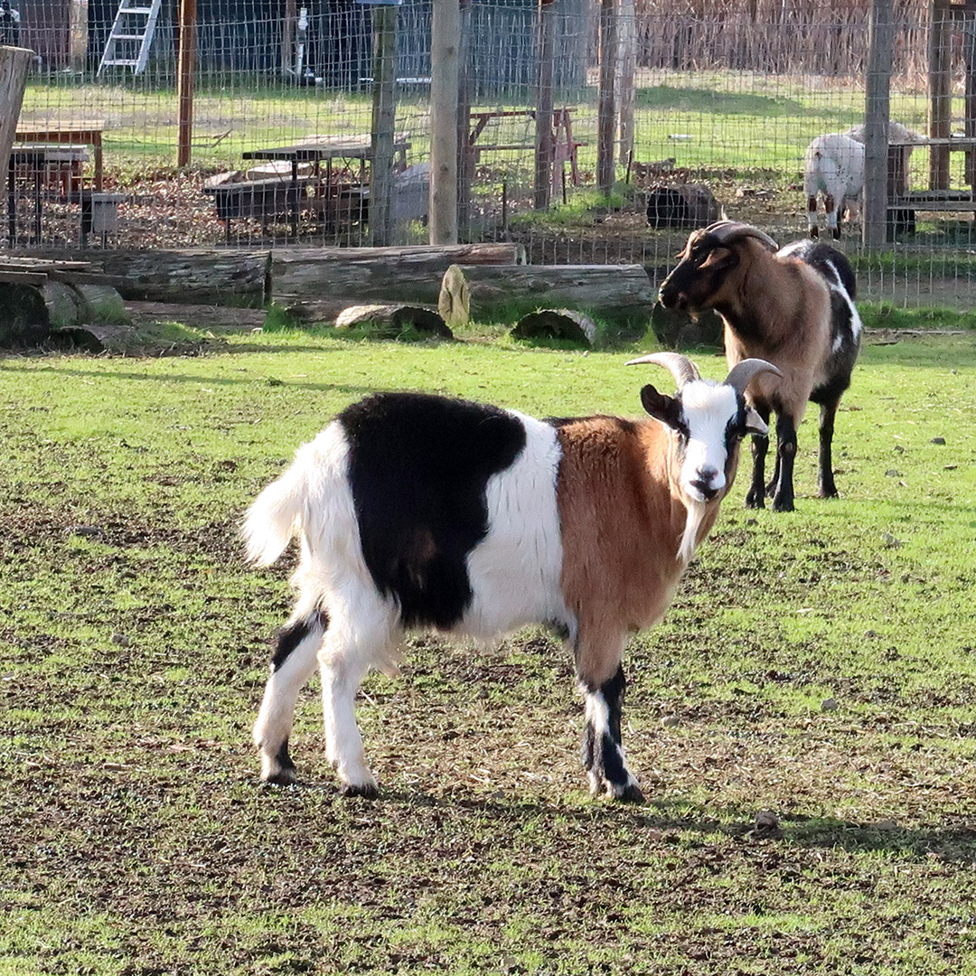 four horned goats calistoga