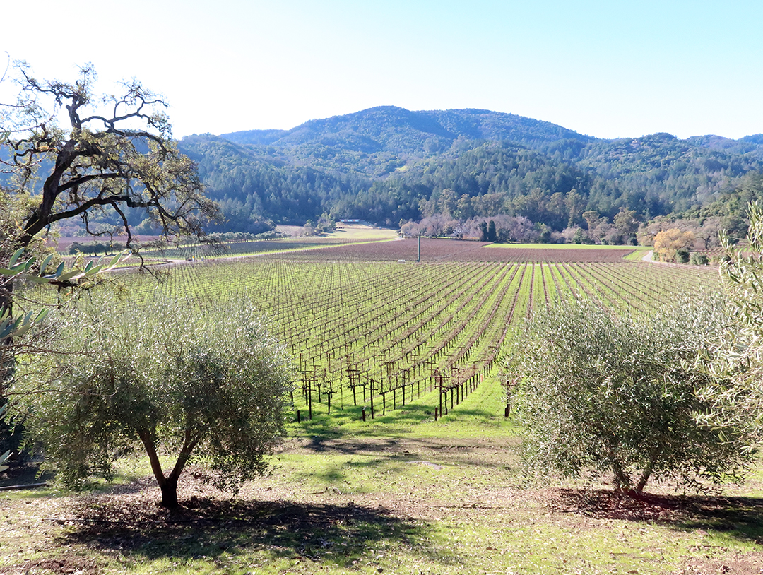 napa valley vineyards