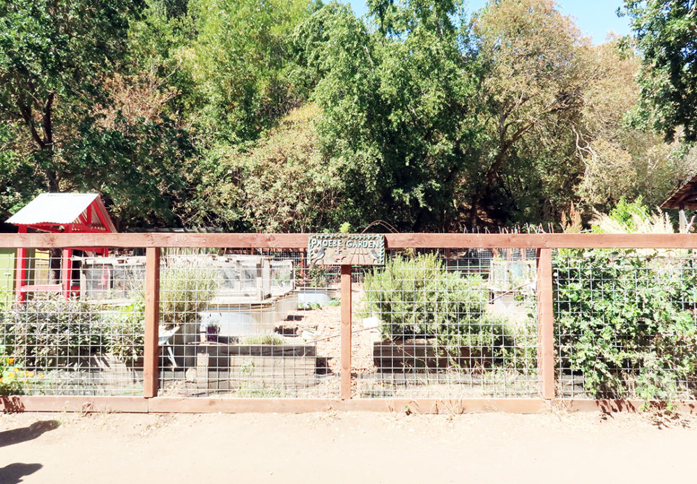 Rancho San Antonio County Park hiking trails in Cupertino Bay Area