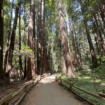 National Hiking Day 2025 muir-woods-trail