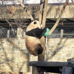 panda national zoo